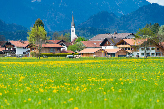 Germany, Bavaria, Schwangau, Springtime meadow in front of village