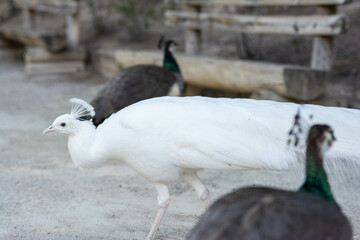 Peacock birds in park in spain