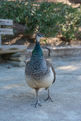 Peacock birds in park in spain