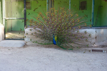 Peacock birds in park in spain