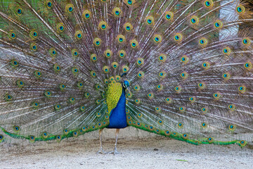 Peacock birds in park in spain