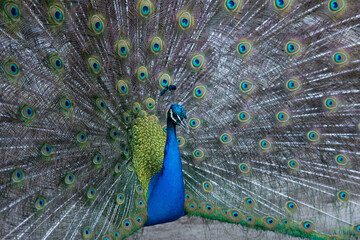 Peacock birds in park in spain