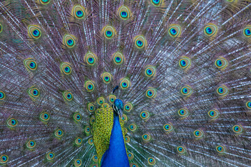 Peacock birds in park in spain