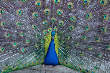 Peacock birds in park in spain