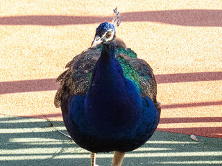 Peacock birds in park in spain