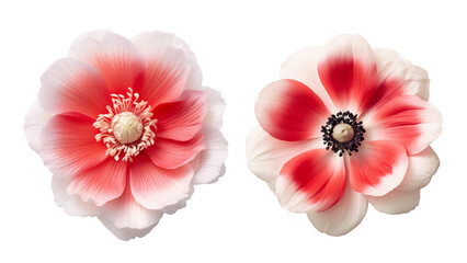 Two white and red anemone flowers, bicolor, isolated on transparent background, closeup, Generative AI