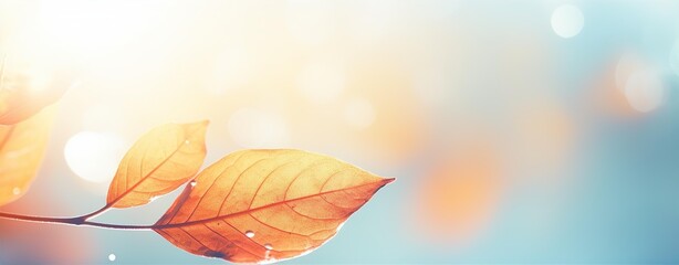 autumn leaf background, in the style of lens flare, shaped canvas, soft focus lens, light sky-blue and orange, slide film, soft-focus