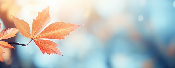 autumn leaf background, in the style of lens flare, shaped canvas, soft focus lens, light sky-blue and orange, slide film, soft-focus 