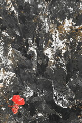 black and white images of plants, red on black, black photos with red accents, contrast, autumn leaves, rasteria in autumn, autumn mood, postcard, melancholy, upset, mood, black and white