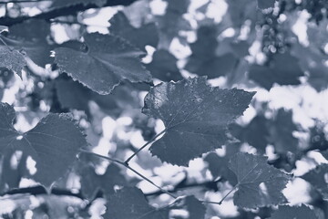 black and white images of plants, red on black, black photos with red accents, contrast, autumn leaves, rasteria in autumn, autumn mood, postcard, melancholy, upset, mood, black and white