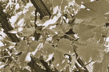 black and white images of plants, red on black, black photos with red accents, contrast, autumn...