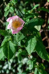 Fleur