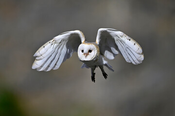 Schleiereule // Barn owl (Tyto alba)