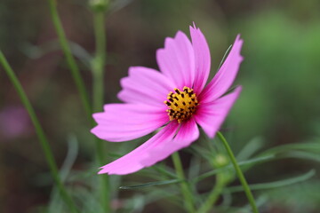 秋の花