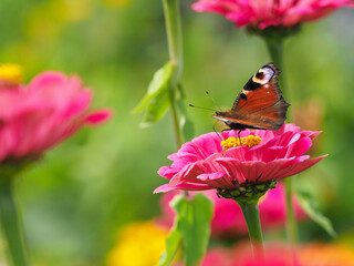 Schmetterling im Blumenbeet 