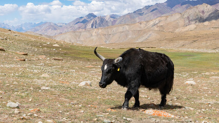 A yak in the mountain wilderness of Ladakh, India
