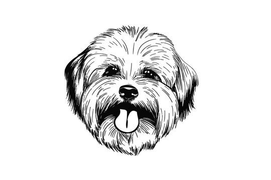 Cute Havanese: A Vector Illustration of the Adorable Havanese Dog