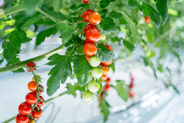 ヘタの着いているフレッシュなトマト