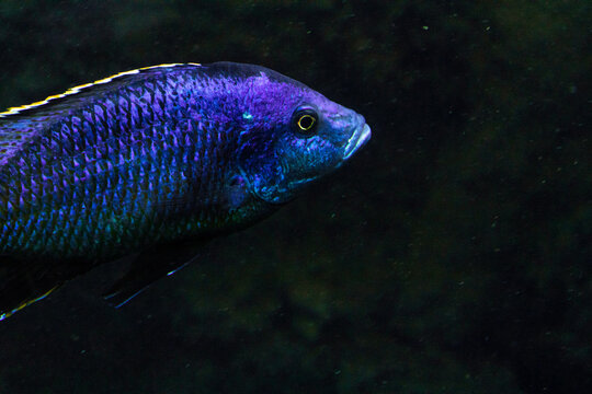 Copadichromis azureus es una especie de peces de la familia Cichlidae en el orden de los Perciformes.