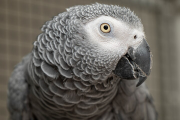 Head portrait of gray parrot