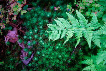 Green ferns in the forest close up. Natural background. Background for the site. Empty space for text