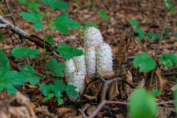 A group of young shaggy ink cap mushrooms on the forest floor among green leaves and wilted foliage