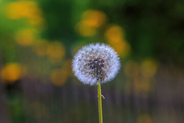 Seed umbel of a dandelion flower with seeds hanging from umbrellas against the blurred background...