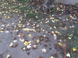 Obraz premium Many yellow frangipani flowers fall on the vast land. Frangipani are a group of plants in the genus Plumeria. The flowers have a very distinctive fragrance. The crown is white to purplish red.