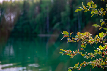 Beautiful nature background with green leaves on a tree branch by the lake