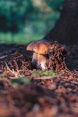 Boletus edulis edible mushroom close up in the sunny conifer forest
