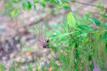 grass flower in nature garden with blur background,vintage color tone. Honey bee on purple flowers in the meadow. Selective focus.