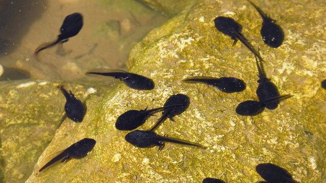 Southern Urals, summer. Tadpoles in a mountain pond.