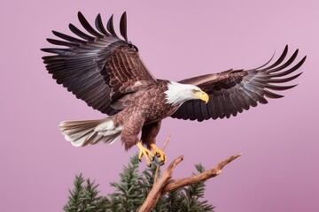 Obraz premium Bald Eagle Hunting