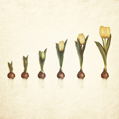 Sepia toned image of growth stages of a yellow tulip from flower bulb to blooming flower - 657012400