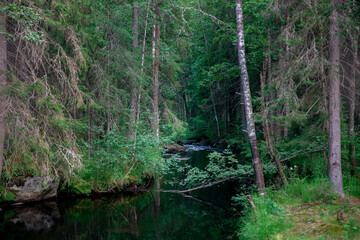 River in the forest with rocks and green foliage. Beautiful river in the forest. Landscape