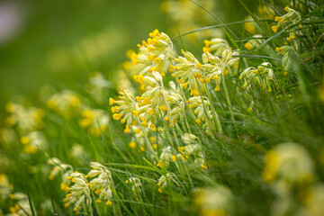 Pretty primula veris, commonly known as cowslip, in the Sussex countryside in springtime - obrazy, fototapety, plakaty