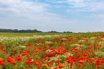 A field of chamomile and daisy flowers growing in the South Downs