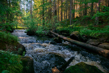 River in the forest with rocks and green foliage. Beautiful river in the forest. Landscape