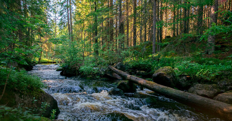 River in the forest with rocks and green foliage. Beautiful river in the forest. Landscape