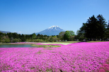 Mt. Fuji and colorful pink moss foreground at shibazakura festival with clear blue sky