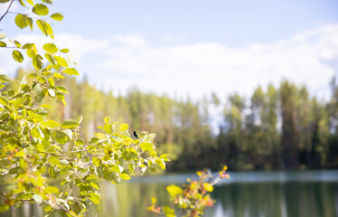 Fototapeta premium Lake in the forest. Background for the site. Empty space for text