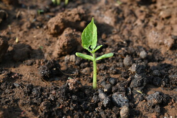 Just germinated bean plants. Beans plant grow in the vegetable garden. The soil with a small bean sprouts. Small plant of beans. 