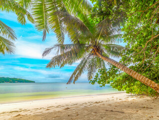 Palm trees and white sand in Anse Madge beach