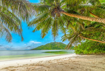 Palm trees by the sea in Anse Madge beach