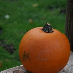  Kürbis, orange