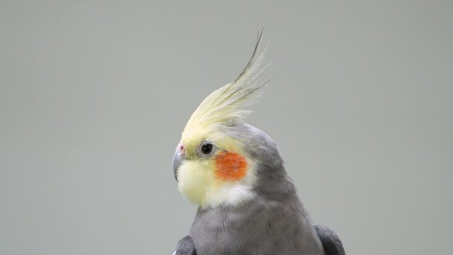 Normal Grey Cockatiel - (Nymphicus hollandicus) , also known as the weero or weiro or quarrion parrot