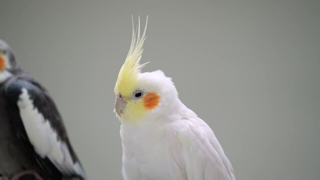 Lutino Cockatiel (Nymphicus hollandicus) Bird  Perched on Grey Studio Background - Detailed View