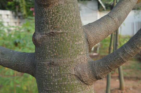 selective focus, background view of cut tree trunk on trunk of kurrajong tree, scientific name Brachychiton rupestris.