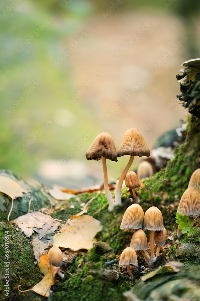 Wall mural autumn background. mushrooms growing in forest close up, blurred natural backdrop. fairytale nature 