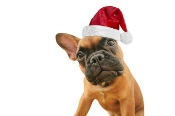 dog on the png backgrounds